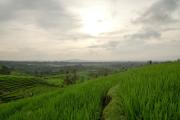 Top Jatiluwih