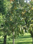 Top Bossus-lès-Rumigny