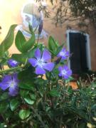 Top Quinto di Treviso