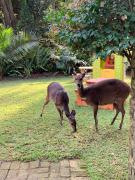 Versteek, Bokkie se le plek