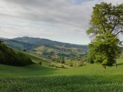 Top Urbino