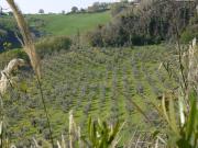 Top Montefiore Conca