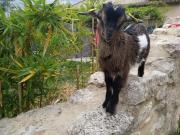 le Mas de la Jardine