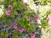 Top Chamonix-Mont-Blanc