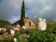 Top Bucine Top Bucine