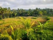 Top Ubud Top Ubud