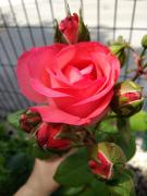 Top Begunje na Gorenjskem