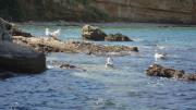 Top Pag