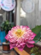 Top Buôn Ma Thuột