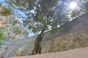 Top Makarska
