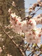 Top Freixo de Espada à Cinta