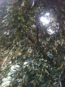 Top Roússa Límni Top Roússa Límni