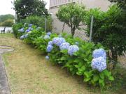 Top Ferreira de Panton