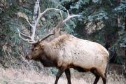 Top Estes Park