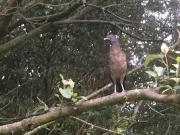 Top Monteverde