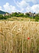 Top Sault-de-Vaucluse