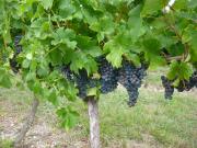 Top Sainte-Foy-la-Grande