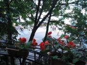 Roza Sopot Roza Sopot