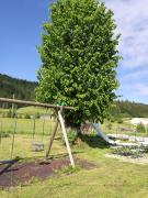 Top Hrib-Loški Potok