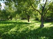 Top Ivanec Bistranski