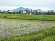 Top Canggu