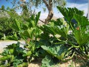 Top Šmarje Top Šmarje