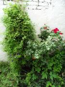 Top Toruń Top Toruń