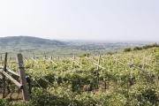 Top Soave