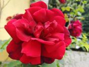 Top Castelo do Neiva