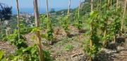 Top Corniglia