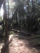 Top North Saanich
