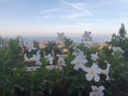 Top Sanremo