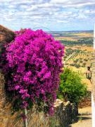 Top Reguengos de Monsaraz