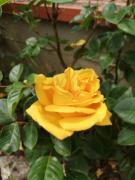 Top Colle Val D'Elsa