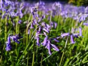 Primrose 20-Woodland Lodges-Carmarthen-Pembroke