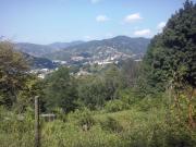 Top SantOlcese