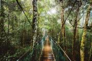 Top Canungra