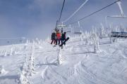 Top Whitefish