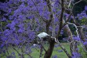 Top Bellingen