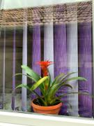 Top Cluj-Napoca Top Cluj-Napoca