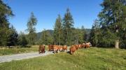 Top Altenmarkt im Pongau