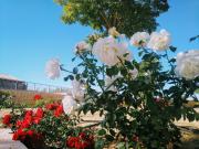 Top Villanueva de San Mancio