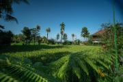 Top Ubud