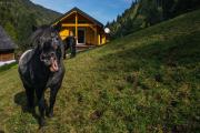 Top Donnersbachwald