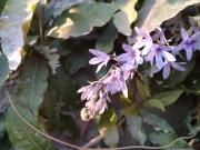 Top El Encón Top El Encón