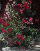 Top Povegliano Veronese