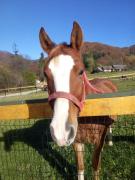 Top Tylmanowa Top Tylmanowa