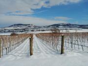 Top Dolní Dunajovice