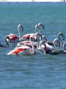 House with sea breeze-Anemelia