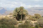 Top Maspalomas